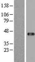 UBP43 / USP18 Protein (Over-Expression Lysate Myc-DDK (Flag))