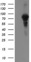 VCAM1 / CD106 Antibody (clone OTI4A10)