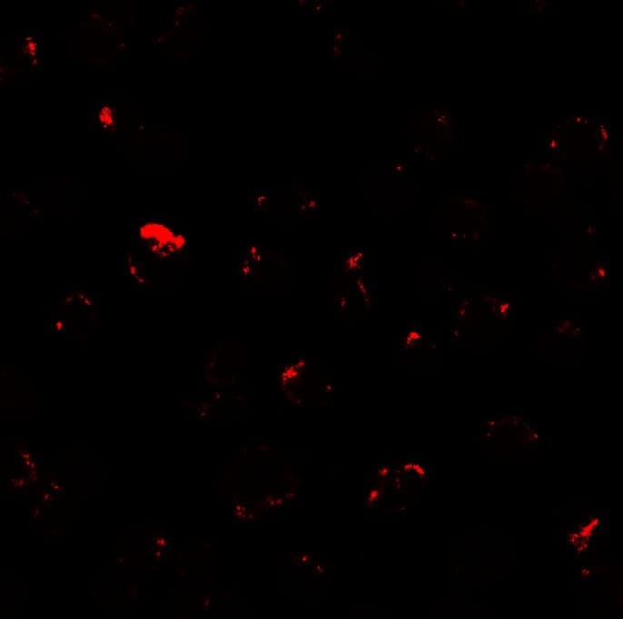 Polyclonal Rabbit anti-Human MIB1 Antibody (IF, WB)