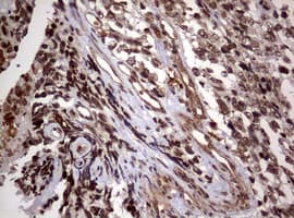 USP44 Antibody (aa420-712, clone OTI1F9)