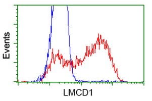 LMCD1 Antibody (clone OTI2F12)