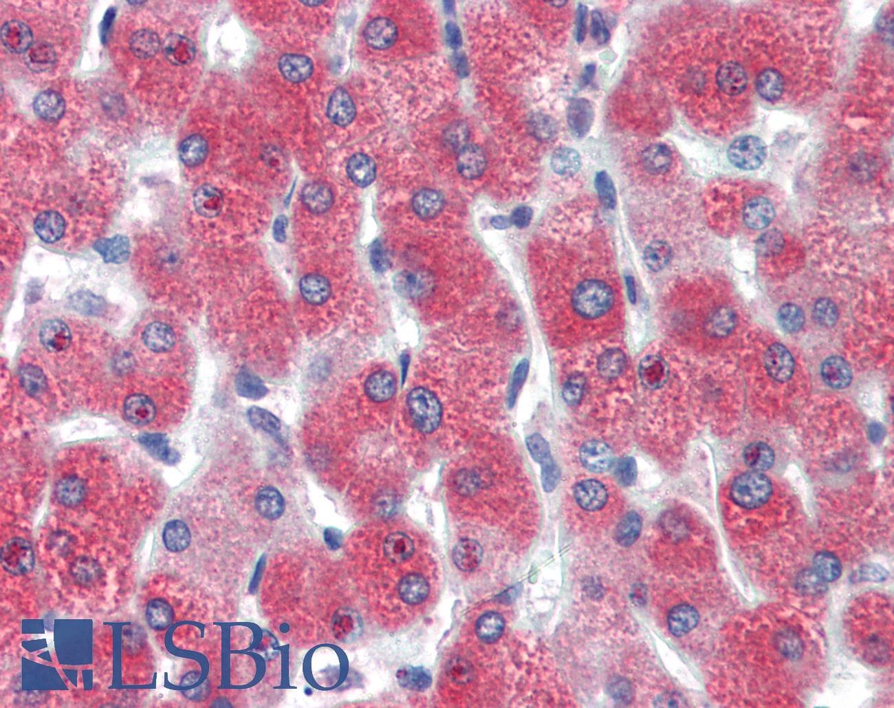 D-Binding Protein / DBP Antibody (aa164-213)