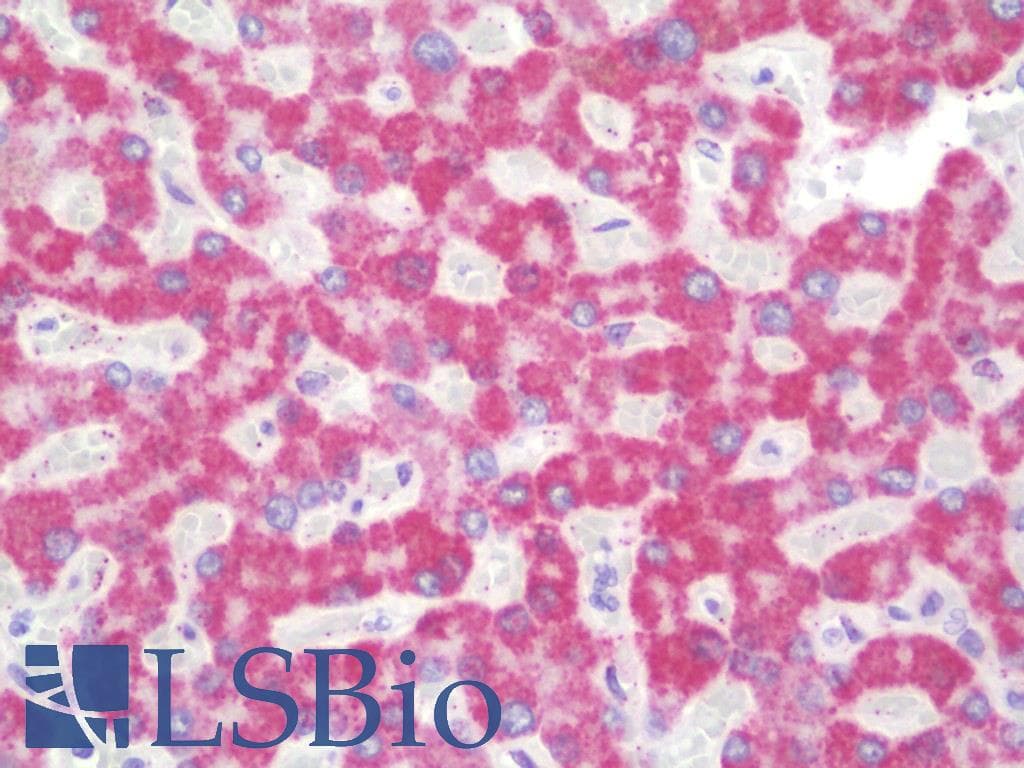 HIBCH Antibody (clone 5C5, Carrier-free)