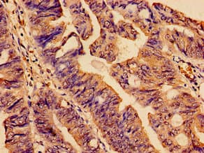 SMC4 Antibody