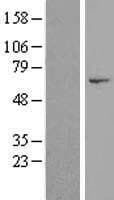 DNHD1 Protein (Over-Expression Lysate Myc-DDK (Flag))