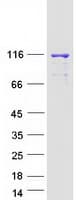 Human DHX36 Protein (Recombinant Myc-DDK (Flag))