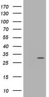 TRAPPC4 / Synbindin Antibody (clone OTI1D10)