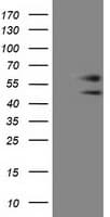 Monoclonal Mouse anti-Human C9orf41 Antibody (clone OTI4A2, WB)