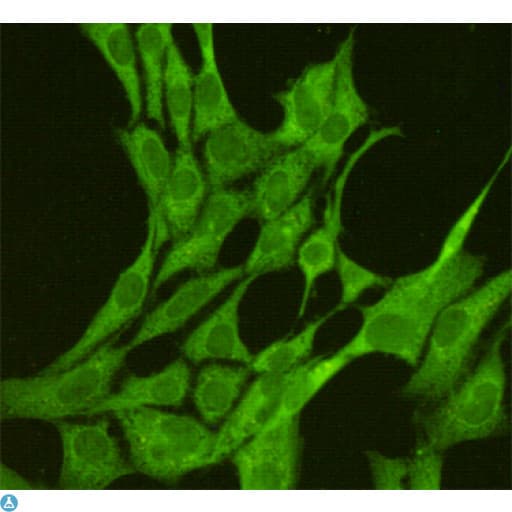 MAPK8 / JNK1 Antibody