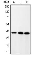 CDK5R1 Antibody (N-Terminus)