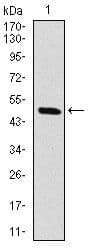 RAF1 / RAF Antibody (clone 4G4)