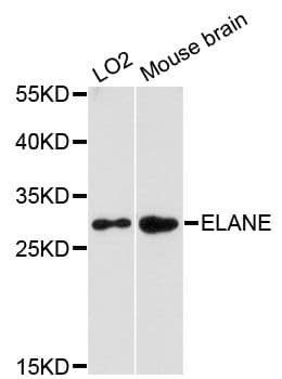 HNE / Neutrophil Elastase Antibody