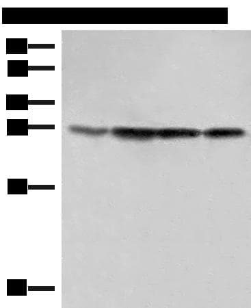 SEC22B Antibody