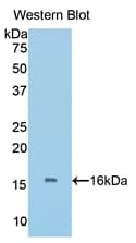 BMP5 Antibody (aa201-314)