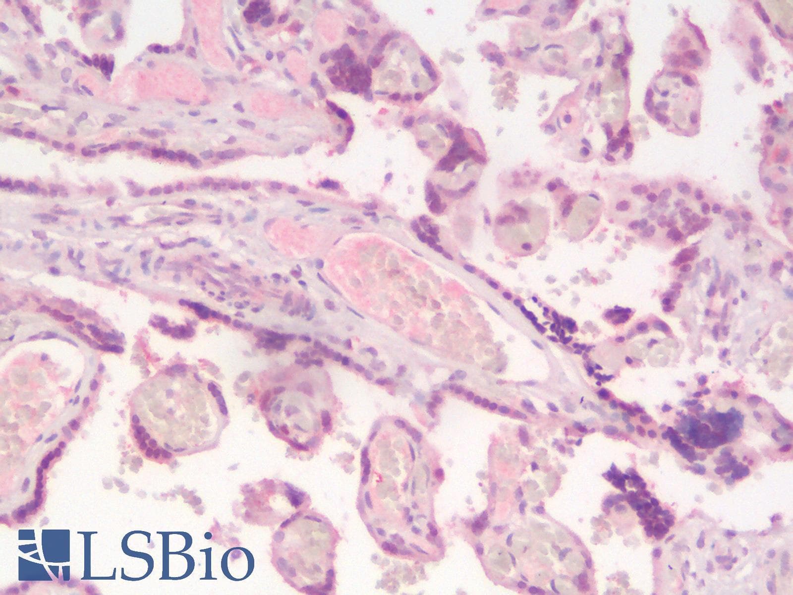 IHC-plus™ SOX2 Antibody