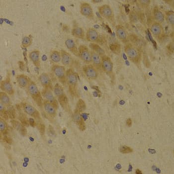SCO2 Antibody