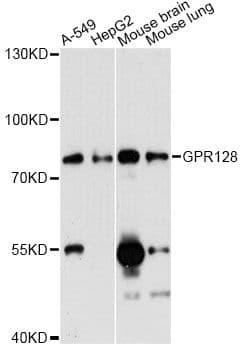 Polyclonal Rabbit anti-Human ADGRG7 / GPR128 Antibody (WB)