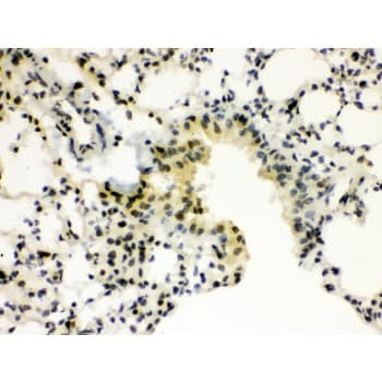 SP3 Antibody (aa569-599)