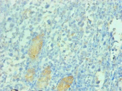 PGC / Pepsin C Antibody (clone 1G1H3)
