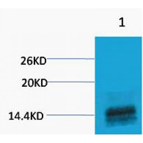 Histone H3 Antibody