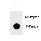 c-Kit / CD117 Antibody (phospho-Thr274)