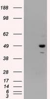 PSMC3 Antibody (clone OTI9G5)