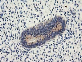 NUCB1 / Nucleobindin Antibody (clone OTI1A5)