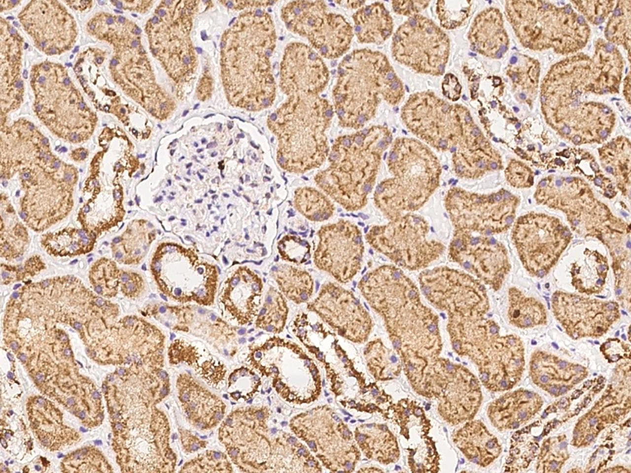 CHCHD1 Antibody