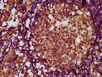 ADGRE2 / EMR2 Antibody