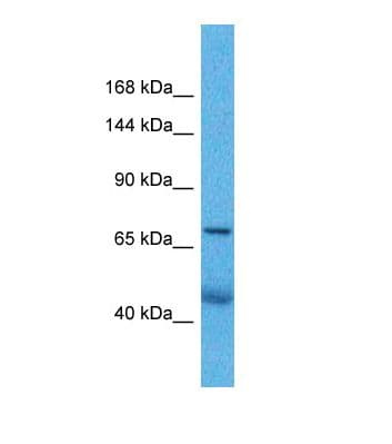 ZNF606 Antibody (aa275-324)