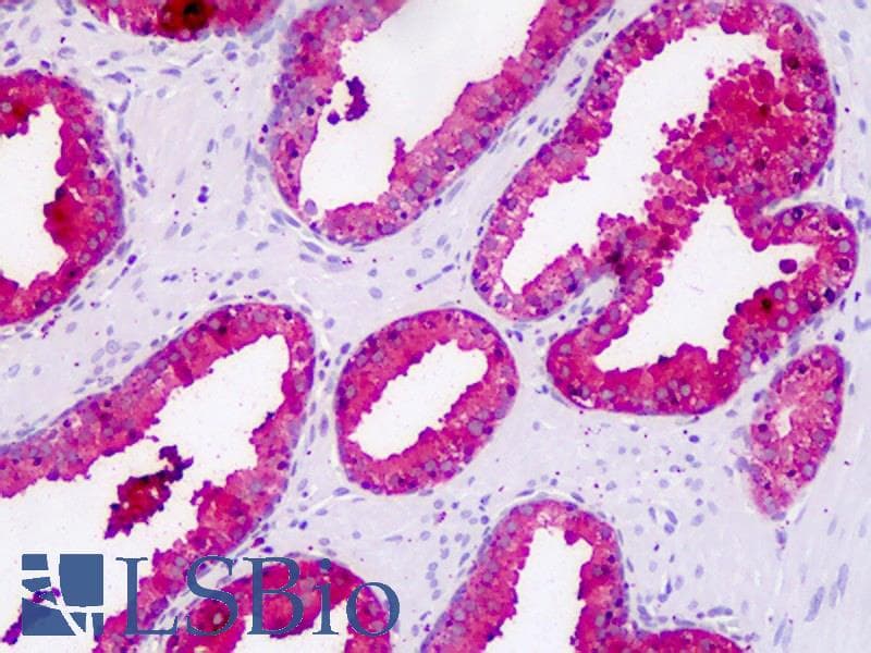 IHC-plus™ KLK3 / PSA Antibody (clone AT1D10)