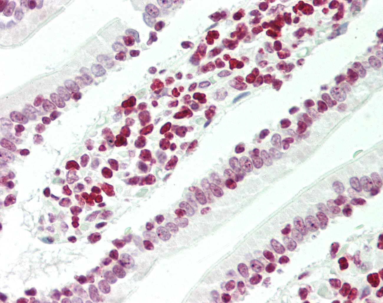 UBTF / UBF Antibody (aa362-411)