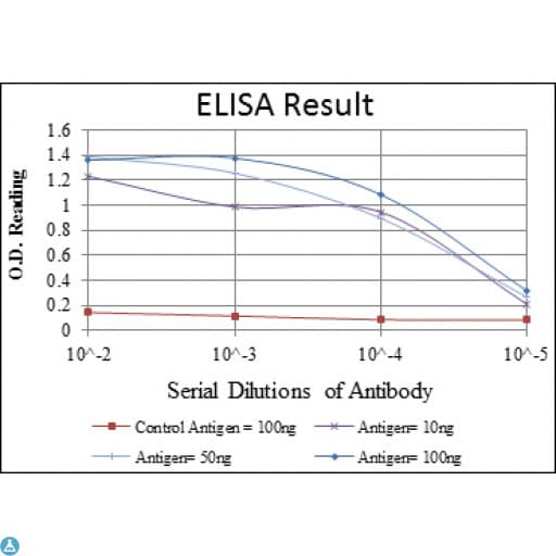 AML1 / RUNX1 Antibody