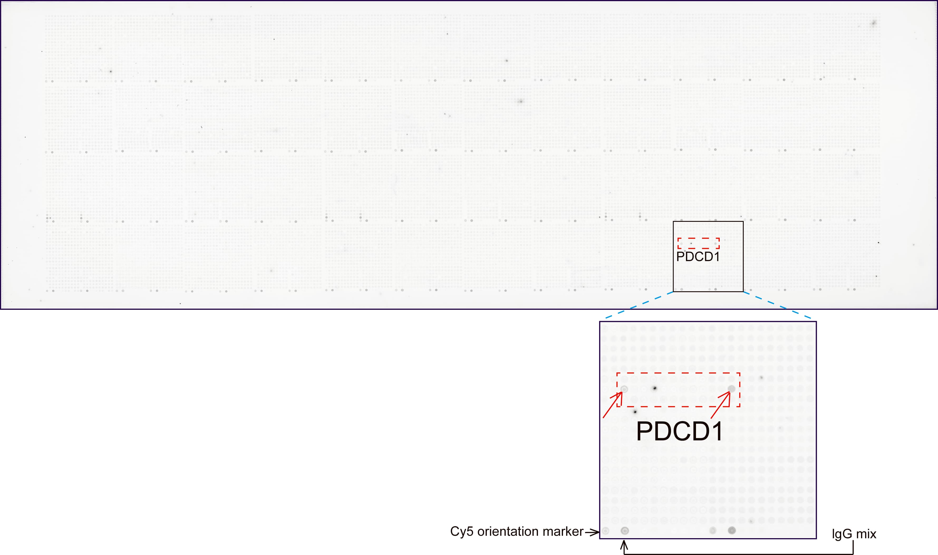 Monoclonal Mouse anti-Human PDCD1 / CD279 / PD-1 Antibody (clone UMAB198, Carrier-free, IHC, IF, WB)