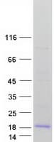 Human FXYD3 Protein (Recombinant Myc-DDK (Flag))