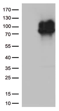 CRF2-12 / IL28RA Antibody (aa21-228, clone OTI3F5)