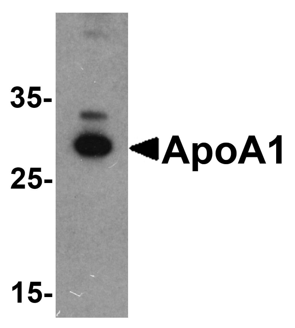 APOA1 / Apolipoprotein A 1 Antibody