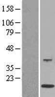 Human S100A12 Protein (Over-Expression Lysate Myc-DDK (Flag))