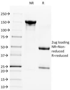 CD28 Antibody (clone C28/1636)