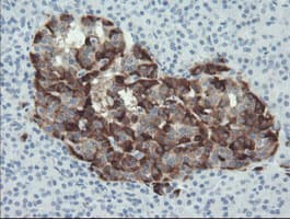 SERPINE2 / Nexin Antibody (clone OTI6F3, Carrier-free)