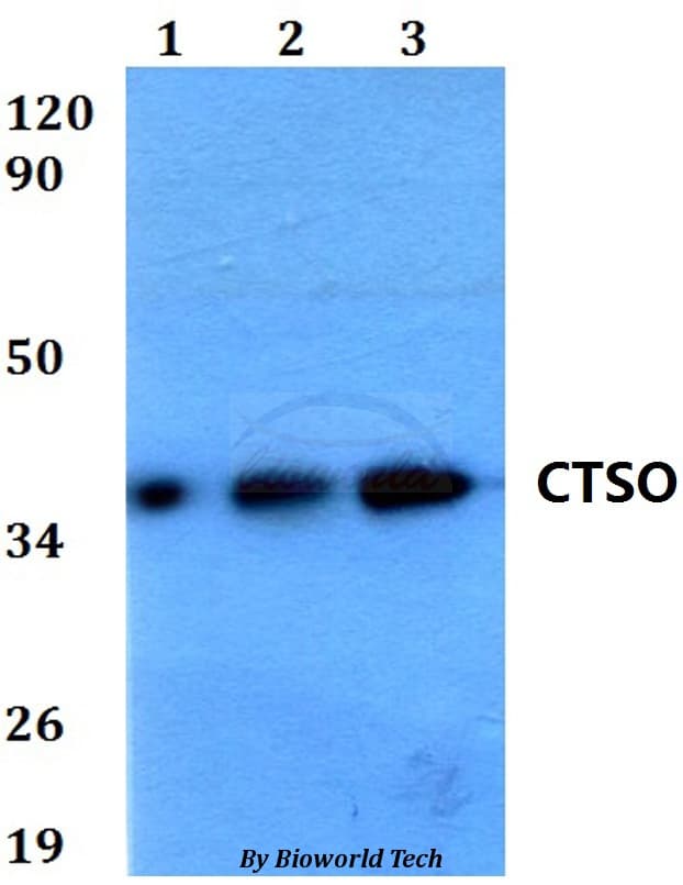 CTSO Antibody