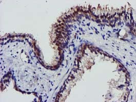 AKT1 Antibody (clone OTI1G5, Carrier-free)