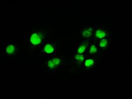 MYC / c-Myc Antibody (clone OTI3F2)
