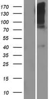 T1R1 / TAS1R1 Protein (Over-Expression Lysate Myc-DDK (Flag))