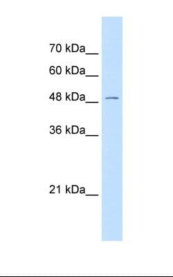 WLS / GPR177 Antibody (aa53-102)