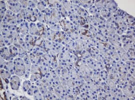 TAPBPL / TAPBPR Antibody (clone OTI5D7, Carrier-free)