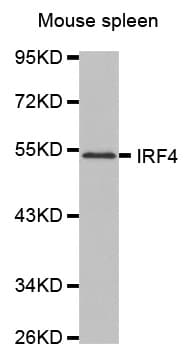 MUM1 Antibody