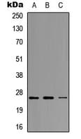 NEUROG1 / NGN1 / Neurogenin 1 Antibody (C-Terminus)