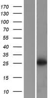 SFR1 / C10orf78 Protein (Over-Expression Lysate Myc-DDK (Flag))