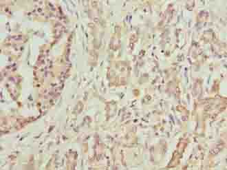 DEFB129 Antibody